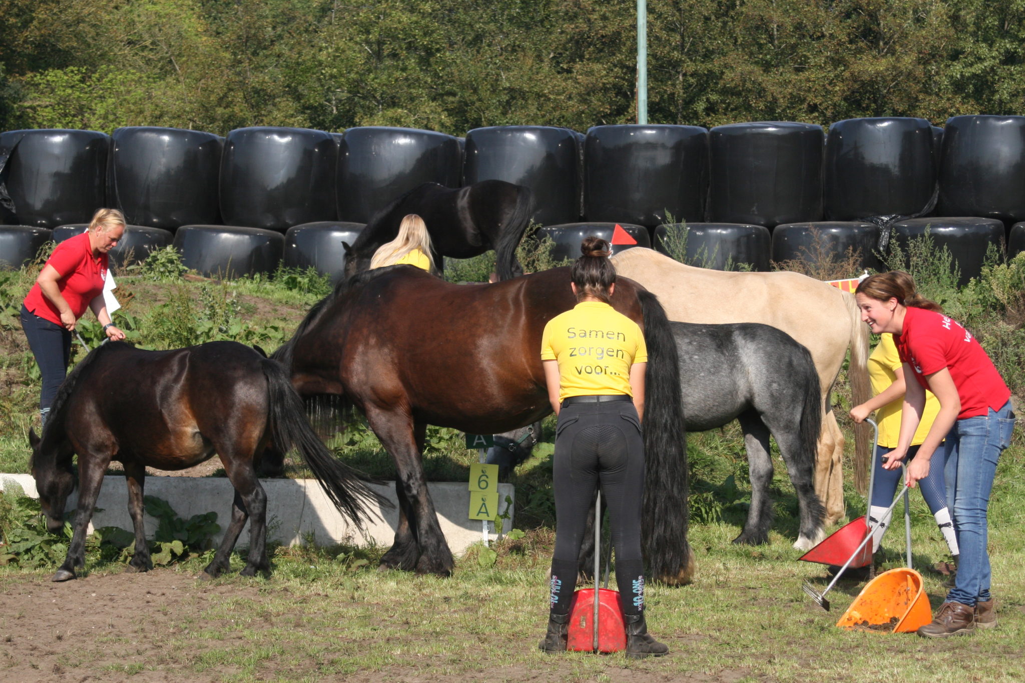 Dagbesteding Volwassenen Manege t Hoogt